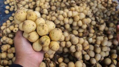 Duku Bisa Bahaya Bagi Penderita Ini, Simak Penjelasannya!