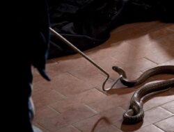 Serangga dan Tikus di Tanaman Ini Bisa Mengundang Ular