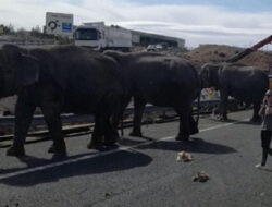Kecelakaan Kereta di Sri Lanka, Tabrak Gajah, Tak Ada Korban Penumpang