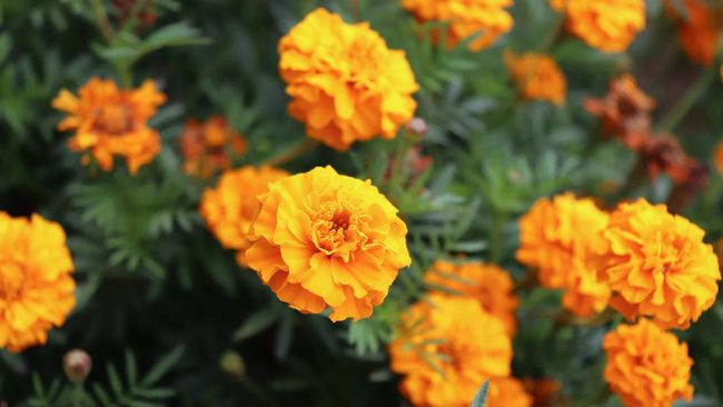 Marigold, salah satu tanaman pengusir ular.