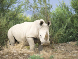 Kesehatan Memburuk, Badak Tertua di AS Disuntik Mati