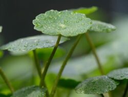 Daun Pinduh, Rahasia Kecantikan yang Tersembunyi di Bali