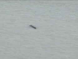 Evakuasi Jasad Tina Terganggu, Buaya Terus Pindah Lokasi