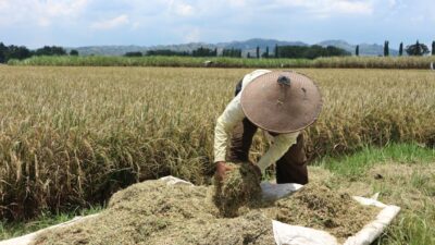 RI Wujudkan Food Security