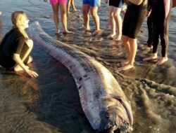 Ikan Oarfish Muncul Lagi, Ilmuwan Buka Suara