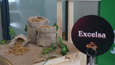 Potensi Ekspor Kopi Excelsa, Siap Bersaing di Pasar Global