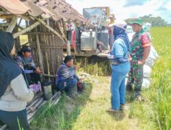 Bulog Serap 300.000 Ton Beras, Dukung Ketahanan Pangan Jelang Panen Raya