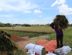 Pakai Petroganik, Produktivitas Padi di Blora Naik 17,2%