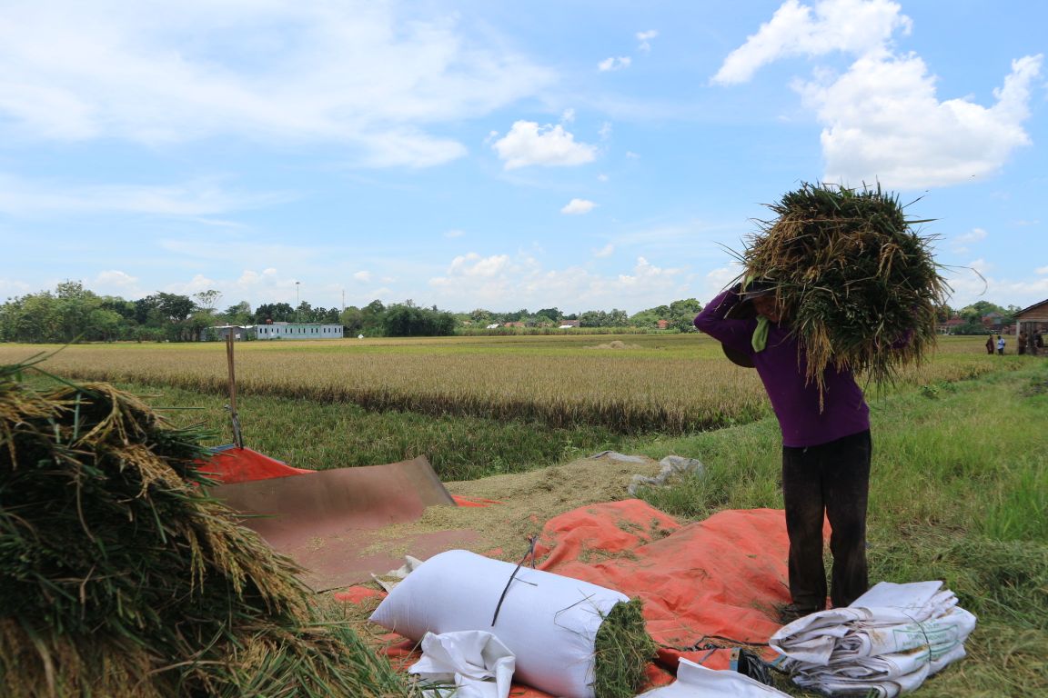 Produktivitas Padi Meroket karena Pupuk Organik.