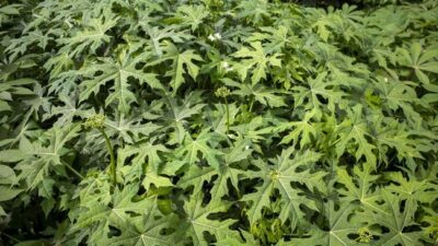 Daun gedi memiliki banyak manfaat yang baik untuk kesehatan ginjal.