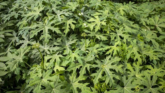 Daun gedi memiliki banyak manfaat yang baik untuk kesehatan ginjal.