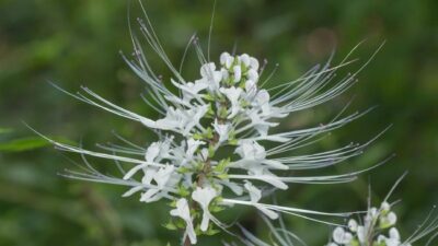 Meski terbilang alami dan menyehatkan, ada efek samping minum rebusan kumis kucing yang perlu diwaspadai.