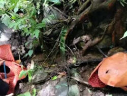 Rafflesia Raksasa Mekar Lagi di Palembayan, Agam