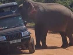 Safari Berujung Chaos, Gajah Tabrak Jip Wisata