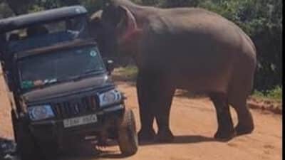 Gajah Tabrak Jip Wisata