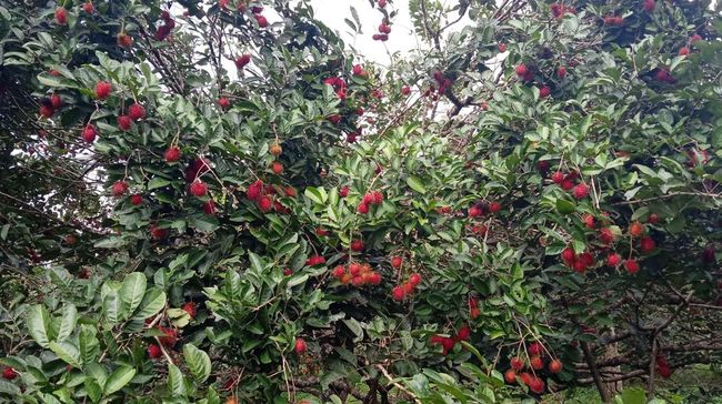 Pohon rambutan, salah satu tanaman pohon yang bisa merusak fondasi rumah.