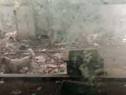 10 Anjing Dievakuasi dari Rumah Warga Surabaya yang Tewas Mengenaskan