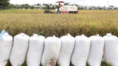 Perum Bulog menyebut telah berhasil melakukan penyerapan lebih dari 800 ribu ton setara beras.
