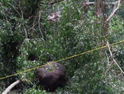 Tragedi di New Sekipan, Pohon Tumbang Renggut Nyawa Bocah Solo