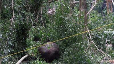 Tragedi di New Sekipan, Pohon Tumbang Renggut Nyawa Bocah Solo