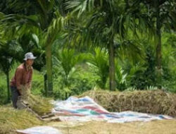 Bulog Bentuk Satgas Dorong Petani Jual ke Pemerintah