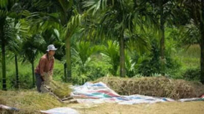 Bulog Bentuk Satgas Dorong Petani Jual ke Pemerintah