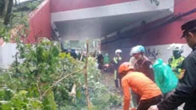 Pohon tumbang di jalur alternatif Sentul, Bogor