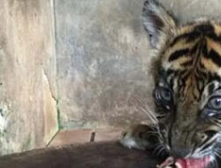 Harimau Sumatera Bertambah, Banun Lahir di Bukittinggi