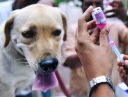 Warga Manggarai Jadi Korban Gigitan Anjing Rabies, Anjing Dimusnahkan