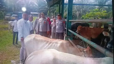 Dinas Perkebunan dan Peternakan Pasbar Pastikan Hewan Kurban Sehat