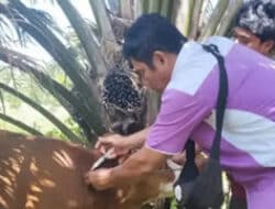 Pasaman Siapkan Vaksin dan Periksa Ternak Jelang Idul Adha
