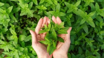 Ada deret daun untuk asam urat yang mampu menurunkan kadar asam urat secara alami.