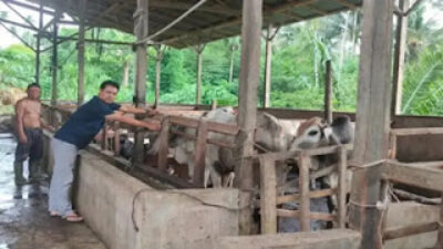 Sekretaris Dinas Pertanian Pasaman, drh. Listiyanto saat melakukan pengecekan