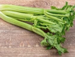 Manfaat Seledri untuk Kesehatan Ginjal, Mencegah Gagal Ginjal hingga Batu Ginjal