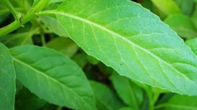 Tanaman Ajaib Ini Bisa Bantu Atasi Hipertensi, Peradangan, dan Gula Darah Tinggi