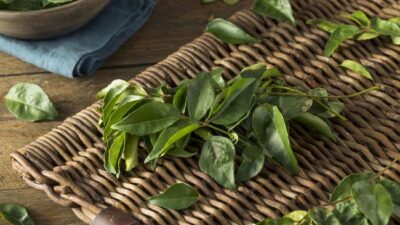 Minum Air Rebusan Daun Salam, Ini Deretan Manfaatnya yang Jarang Diketahui