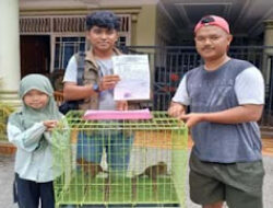 Anak Kucing Hutan Dilindungi Diselamatkan di Sumbar