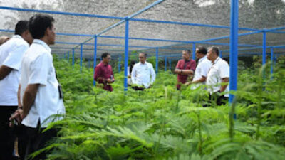 2 Juta Bibit Kaliandra untuk Energi Alternatif dan Ekonomi Warga