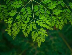 Mengenal Daun Herbal yang Berpotensi Menurunkan Kadar Gula Darah dan Melindungi Pankreas