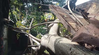 Pohon tumbang timpa rumah warga di Alang Laweh, Kecamatan Padang Selatan, Kota Padang.