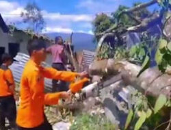 BPBD Evakuasi Pohon Tumbang di Nagari Kinari