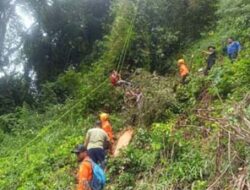 Operasi Evakuasi Korban Kecelakaan Tebang Pohon Berhasil