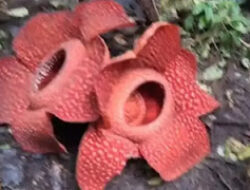 Fenomena Langka, Bunga Rafflesia Kembar Mekar Serempak di Batang Palupuh