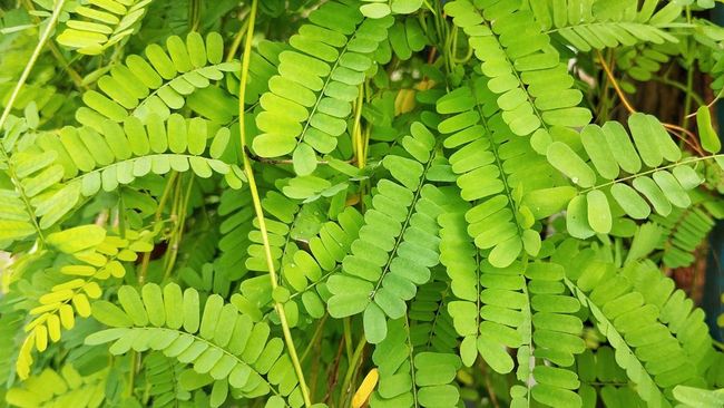 Ada banyak manfaat daun saga untuk kesehatan.