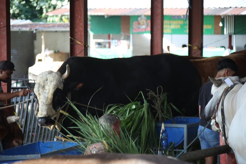 Hewan Kurban Presiden Prabowo.