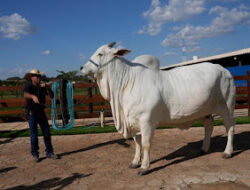 Sapi Nelore Viatina-19 Jadi yang Termahal di Dunia