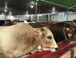 Hewan Kurban di Sumbar Naik, Sapi Dominasi Pasokan