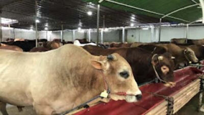 Hewan Kurban di Sumbar Naik, Sapi Dominasi Pasokan