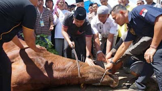 Wagub Vasko sembelih sapi kurban dari Presiden Prabowo di Ponpes Minangkabau.