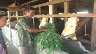 Sapi jenis Simental milik Suroso dengan berat 1 ton